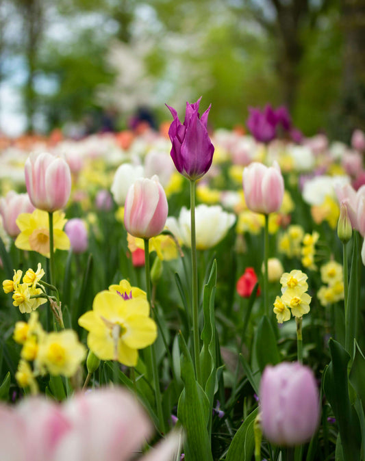 Spring flowers