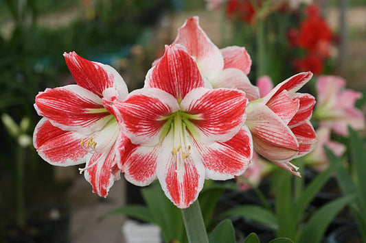 The Most Spectacular Amaryllis Flowers