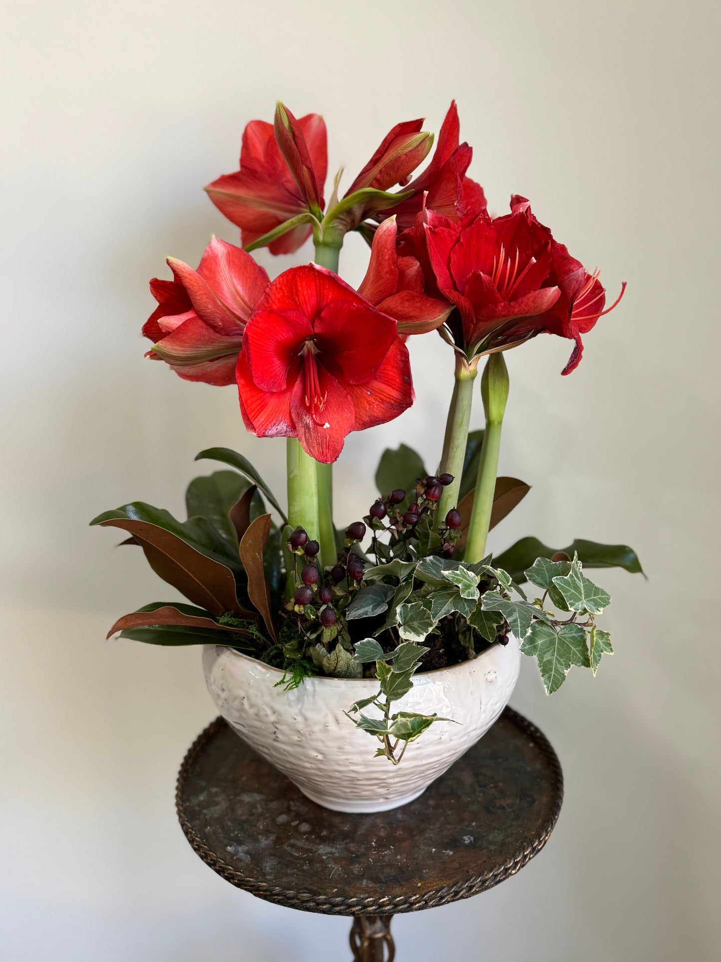 POTTED AMARYLLIS