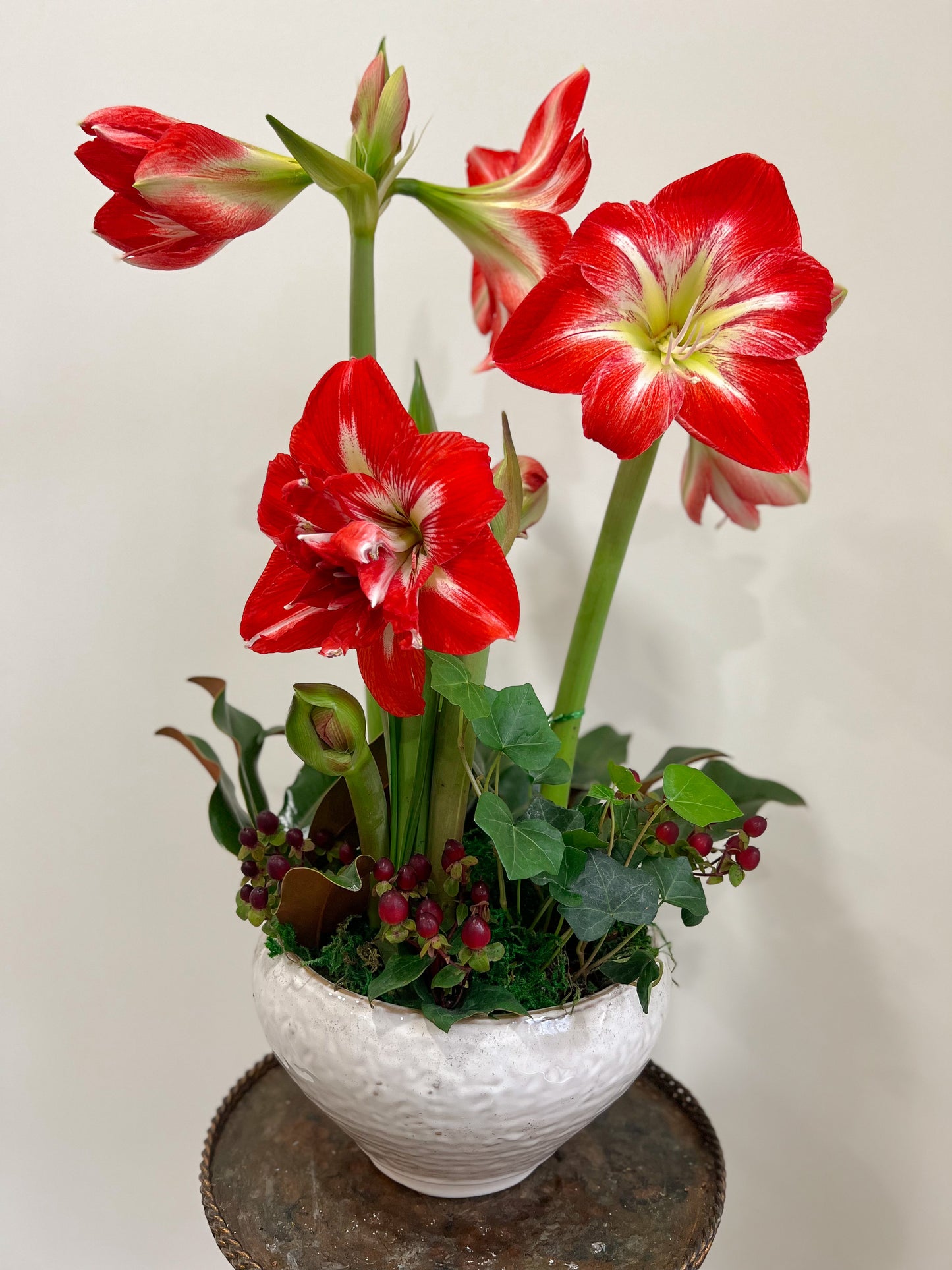 POTTED AMARYLLIS