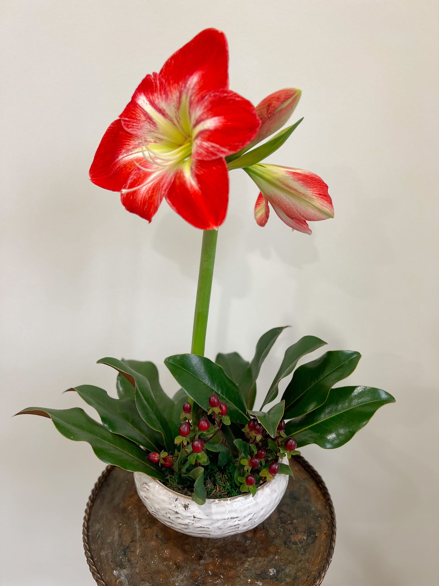 POTTED AMARYLLIS