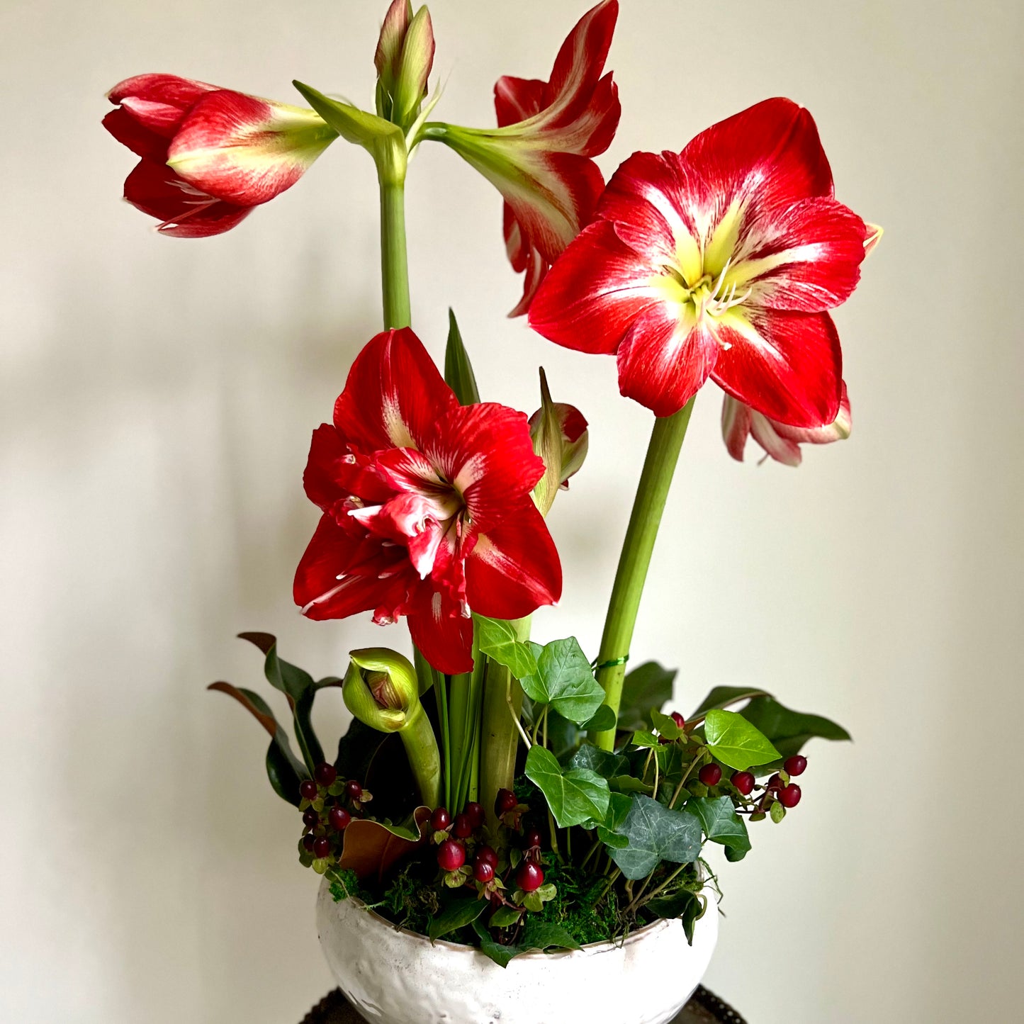 POTTED AMARYLLIS