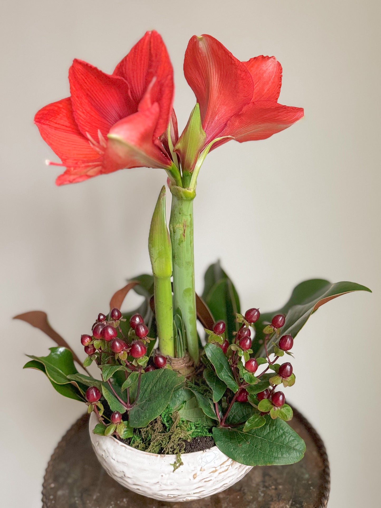 POTTED AMARYLLIS